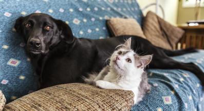 куче и котка