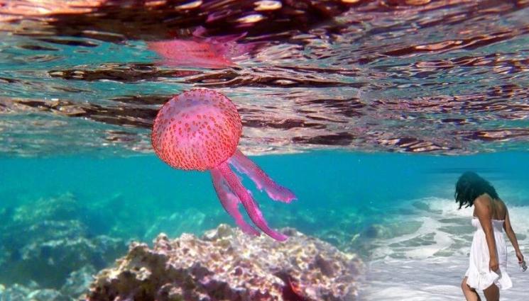 a - НАПАСТ: Опасни медузи паникьосват българите в Гърция