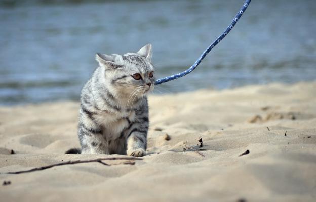 котка плаж