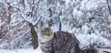 5 основни проблема със здравето, характерни за Сибирските котки