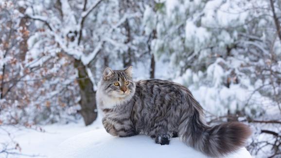 Сибирска котка
