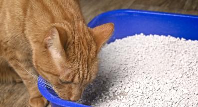 котка и урина