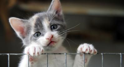 малко коте гледа през ограда