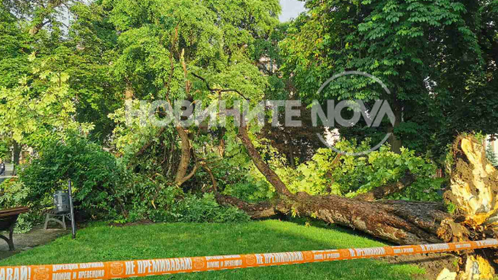 дърво народен театър
