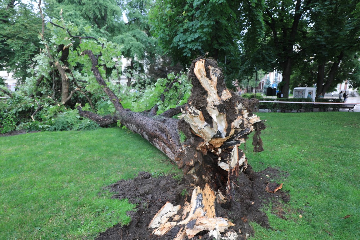 <p>Дърво падна пред Народния театър в София</p>
