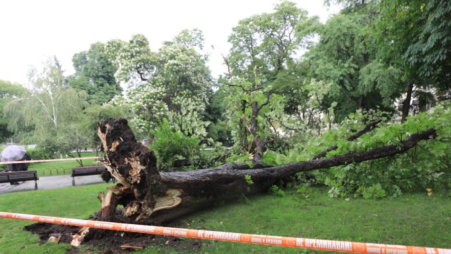 Дърво падна пред Народния театър, момиче в "Пирогов"