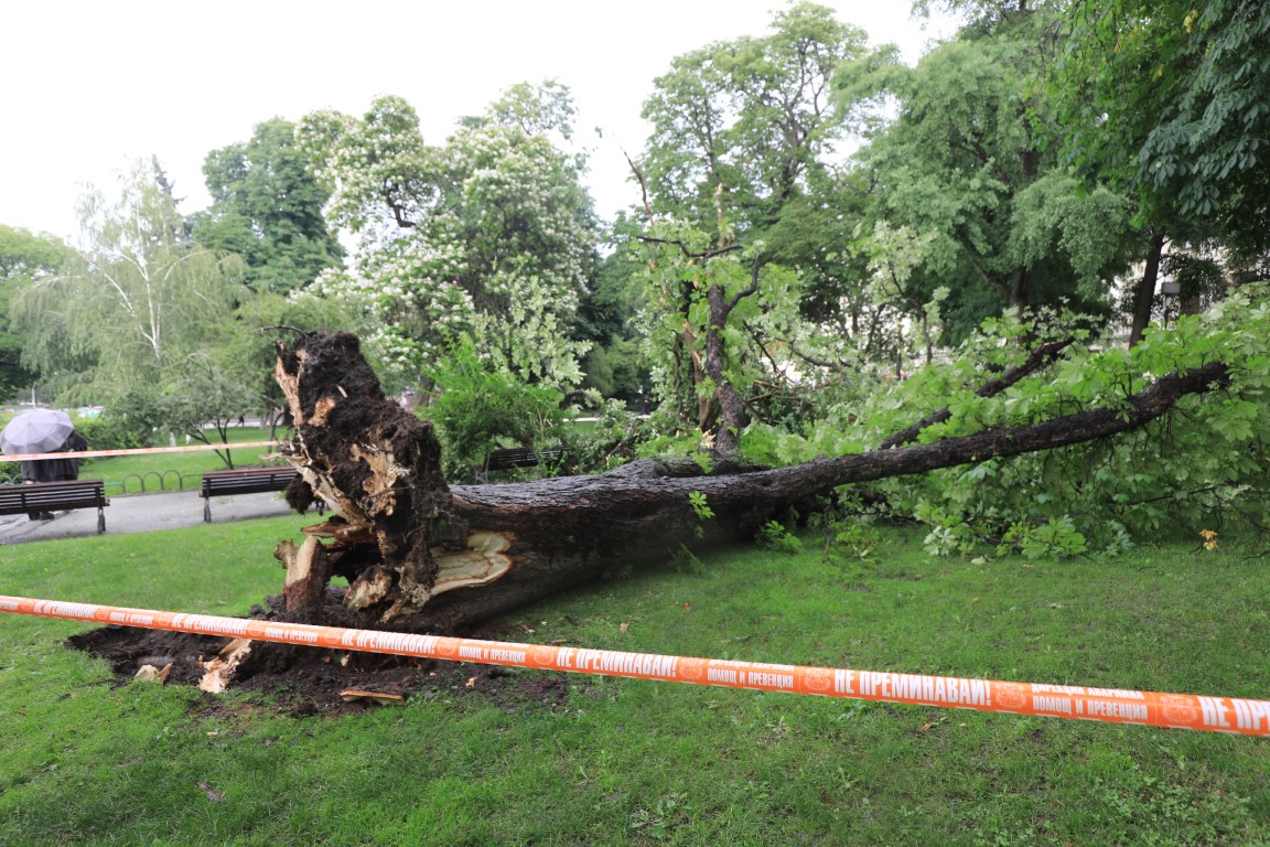 <p>Дърво падна пред Народния театър в София</p>