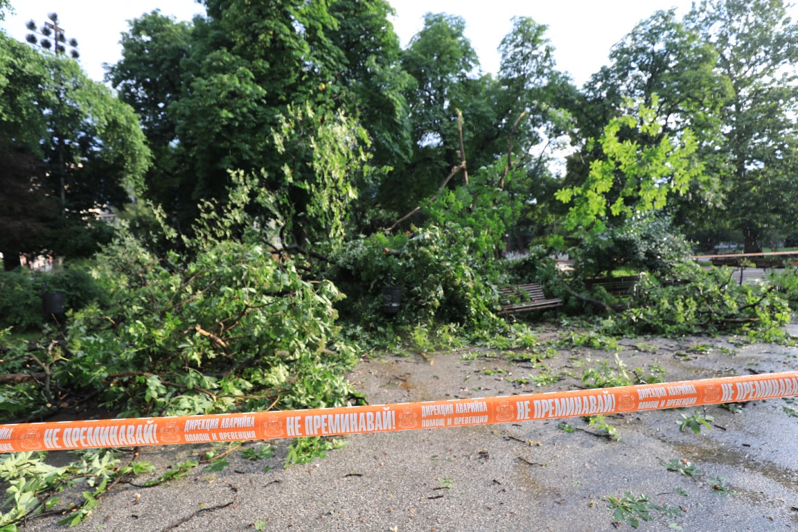 <p>Дърво падна пред Народния театър в София</p>