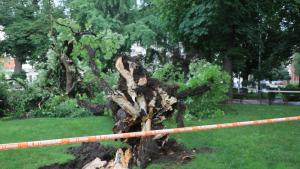 Дърво е паднало пред Народния театър Иван Вазов в София