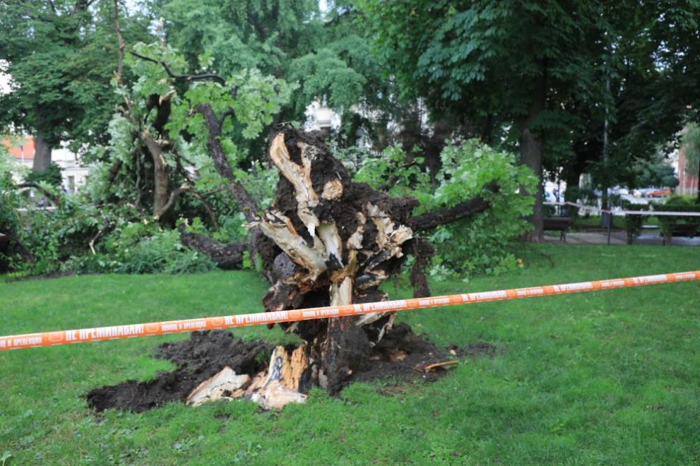 Дърво е паднало пред Народния театър Иван Вазов в София,