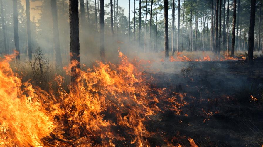 Пожар обхвана близо 3 хил. дка гора в Свиленградско