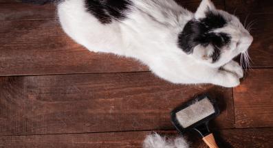 котка и козина