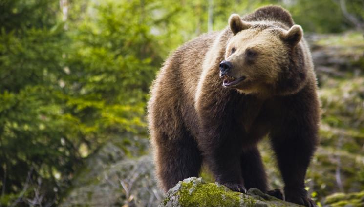 мечка - ВИДЯ СЕ В ЧУДО: Мечка изненада мъж в дома му (ВИДЕО)