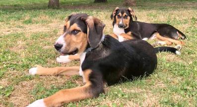 бездомни кучета