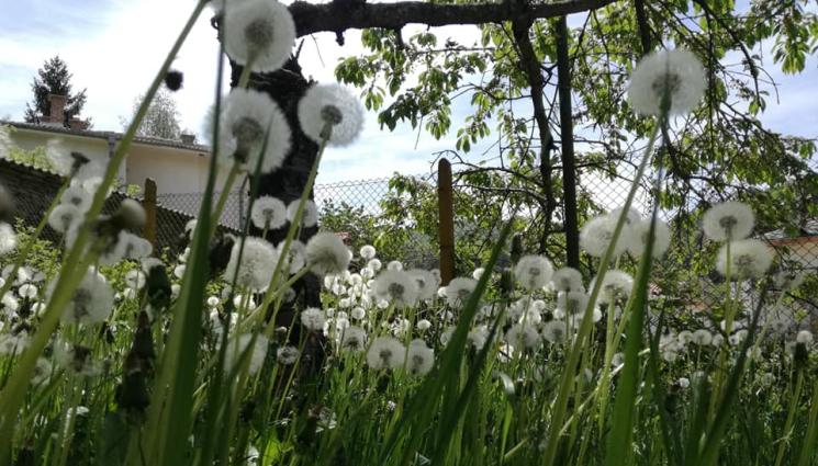 глухарче - Агро Телеграф: Плевелите могат да бъдат полезни (Как да ги разпознаем)