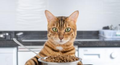 котка се храни