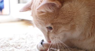 котка и буболечки