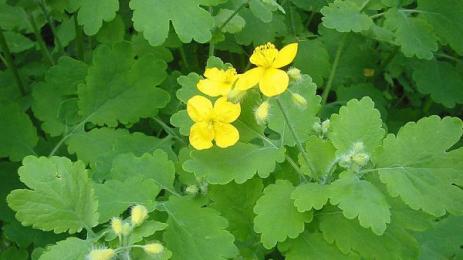 змийско мляко