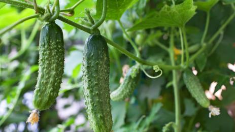 краставици