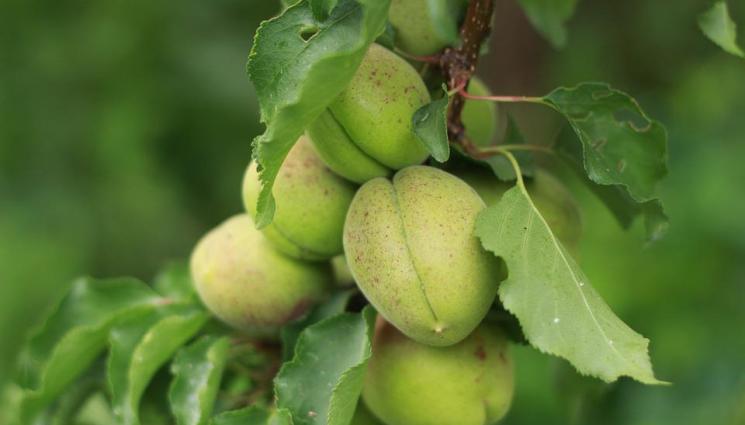 кайсии - Агро Телеграф: Болести нападат прасковите и кайсиите