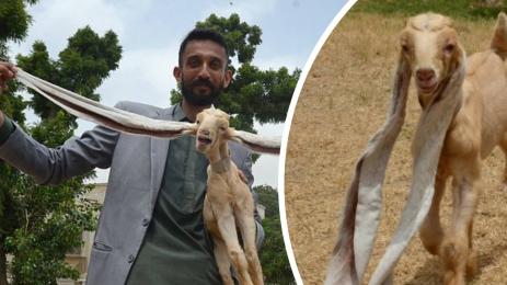 козле симба уши