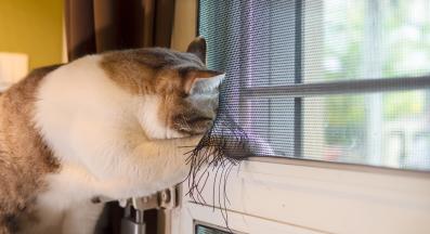 котка бяга от дома