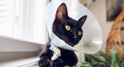 котка с яка