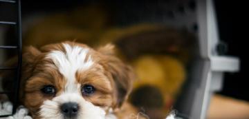 Могат ли кучетата да получат клаустрофобия