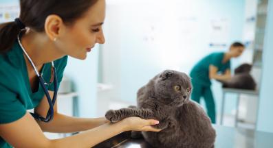 котка операция