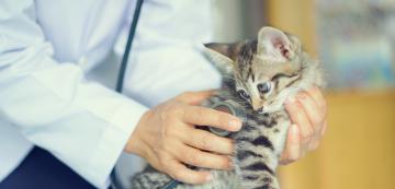 Перитонит (възпаление на коремната кухина) при котки