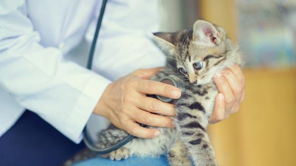 котка на преглед при ветеринар