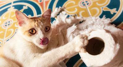 активна котка