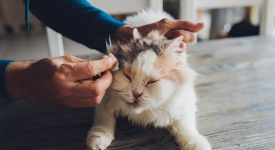 котка у дома