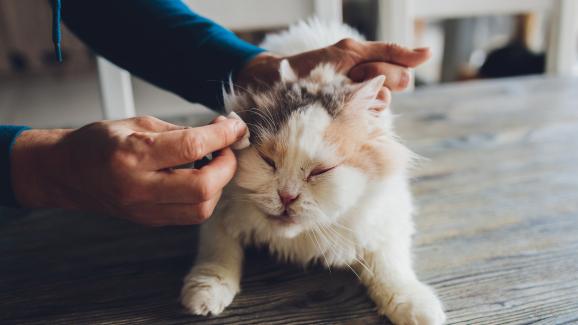 котка у дома