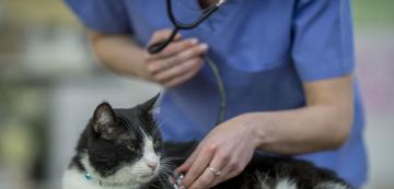 Видове сърдечни проблеми при котките: синусова брадикардия