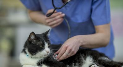 котка ветеринарен лекар