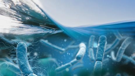 ешерихия коли море