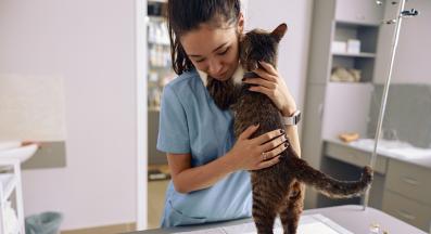 котка ветеринар
