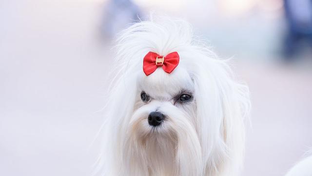 Уестминстърско киноложко изложение в Ню Йорк избра четирима финалисти