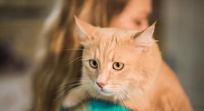 котка ветеринар