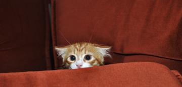 Уринират ли котките от страх?