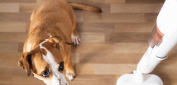 7 ежедневни неща, които всъщност плашат кучето ви