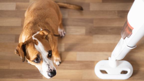 7 ежедневни неща, които всъщност плашат кучето ви