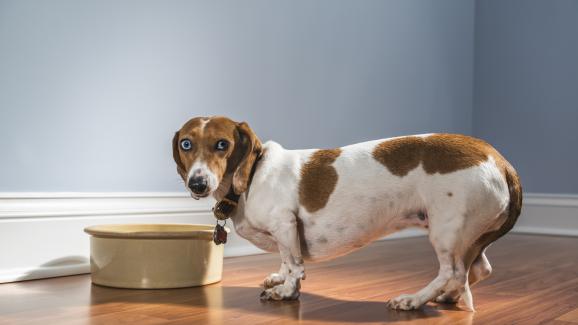 10 явни знака, че кучето ви е уплашено