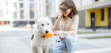 5 основни грижи за външния вид на кучето през лятото