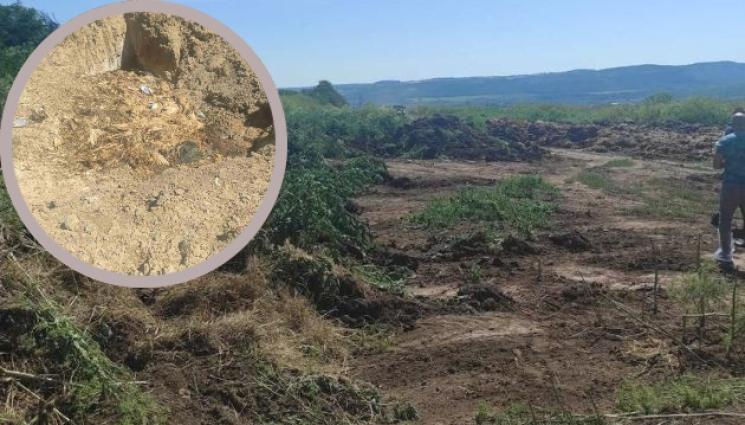 птици - Българската агенция по безопасност на храните откри множество заровени мъртви птици