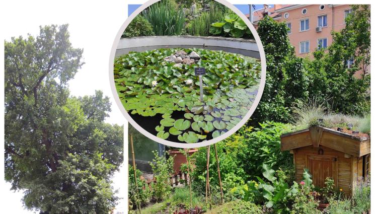 градина - Метасеквоя от епохата на динозаврите вирее у нас