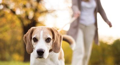 възрастно куче