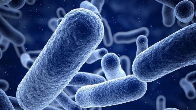 Най-голямата бактерия в света е открита в Гваделупа