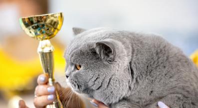 котешка изложба